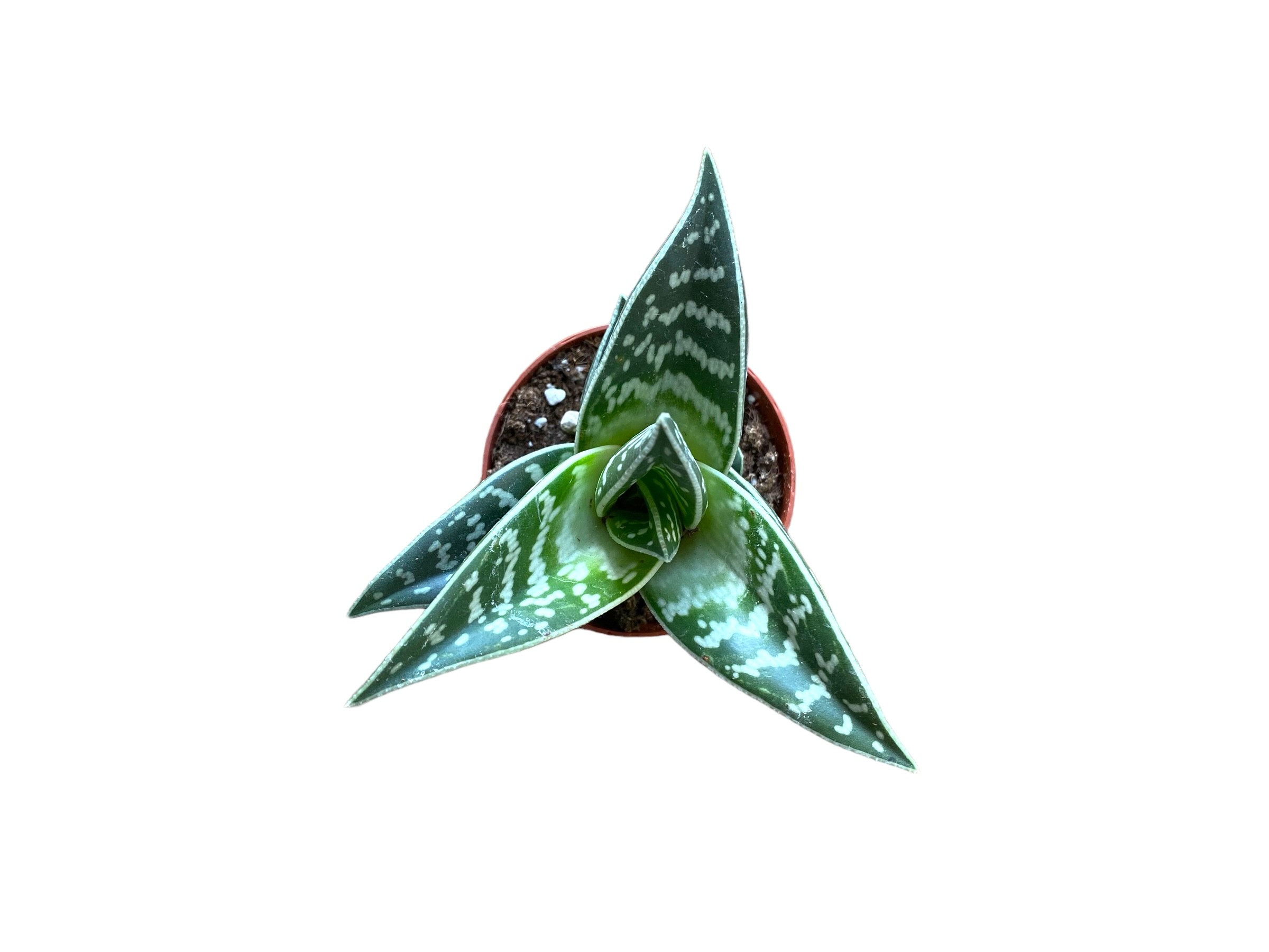 NotFound