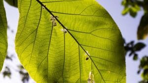 עלים נגועים באקרית - ניקוד האופייני המייצג איזורים בהם האקרית ניזונה מהעלים.