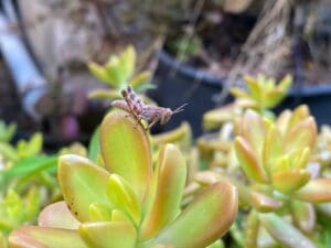 חרגול תינוק